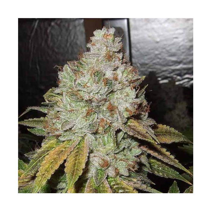 OG Kush DNA Genetics OG Kush DNA Genetics