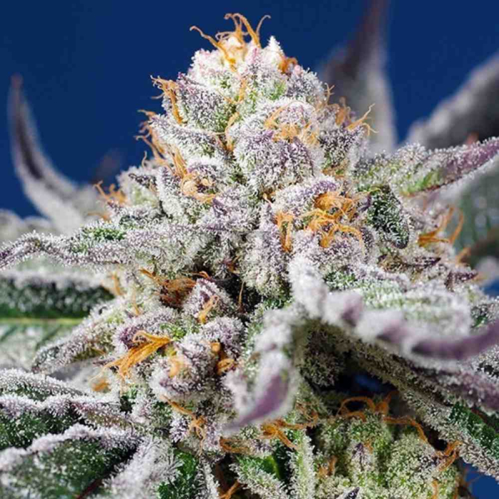 Orange Apricot Glue XL Auto