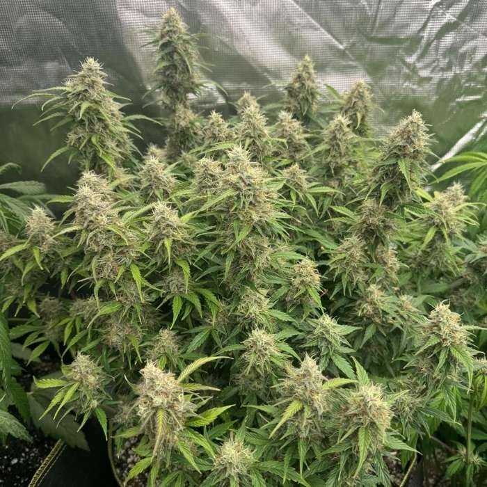 Orange President Auto