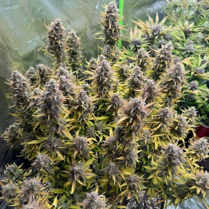 Orange President Auto