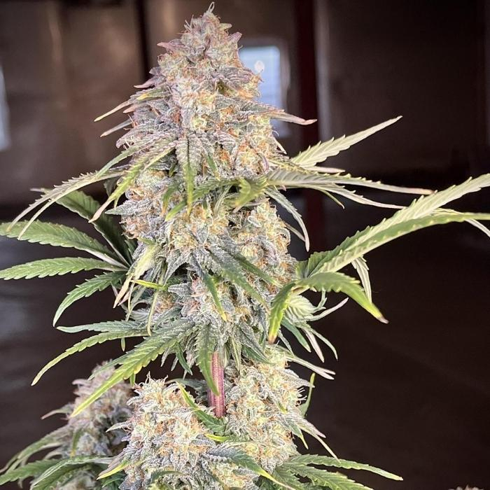 Orange President Auto