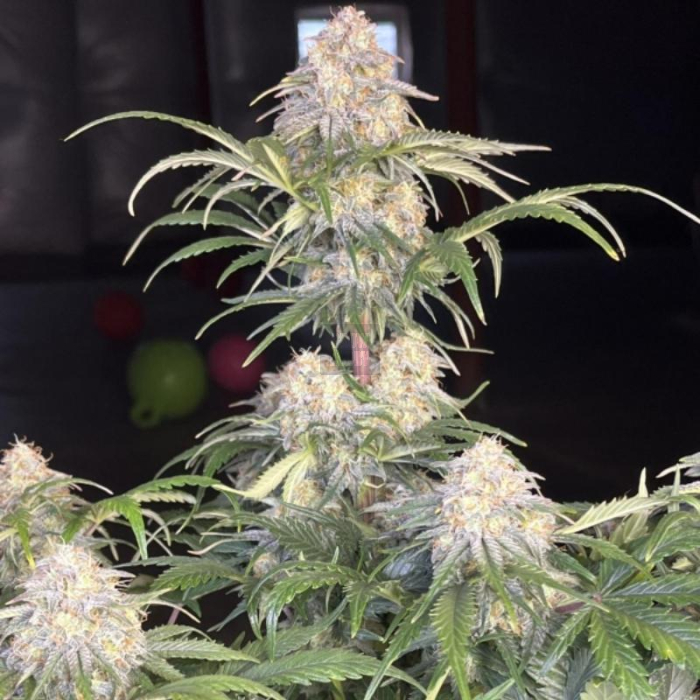Orange President Auto