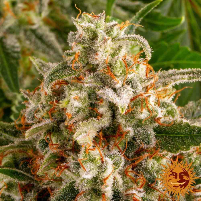 Orange Sherbert