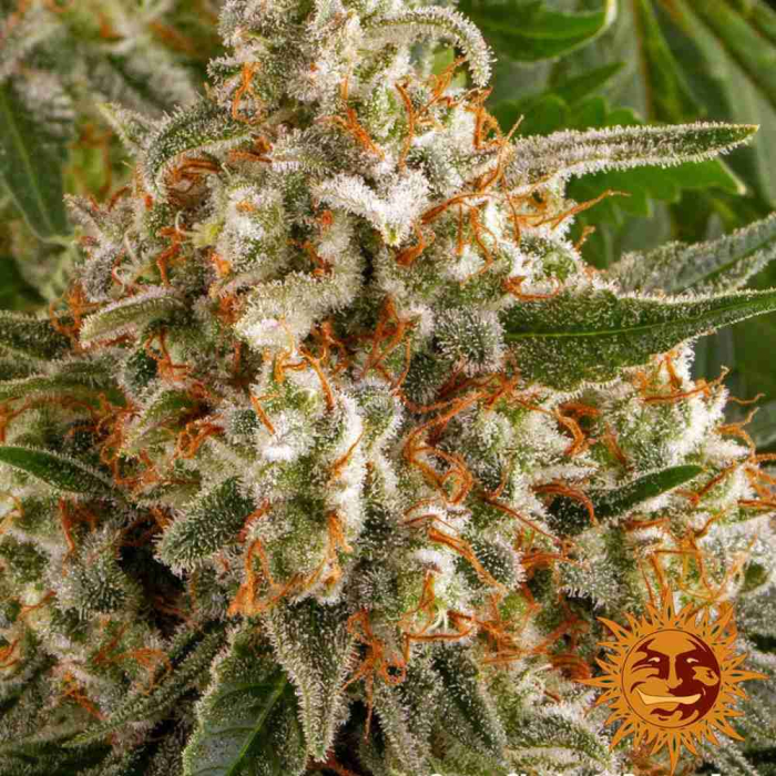 Orange Sherbert