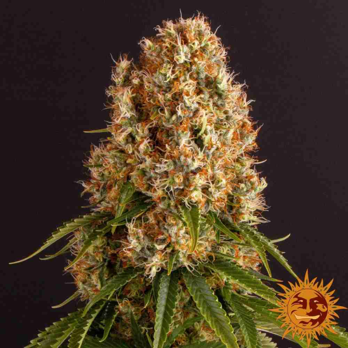 Orange Sherbert