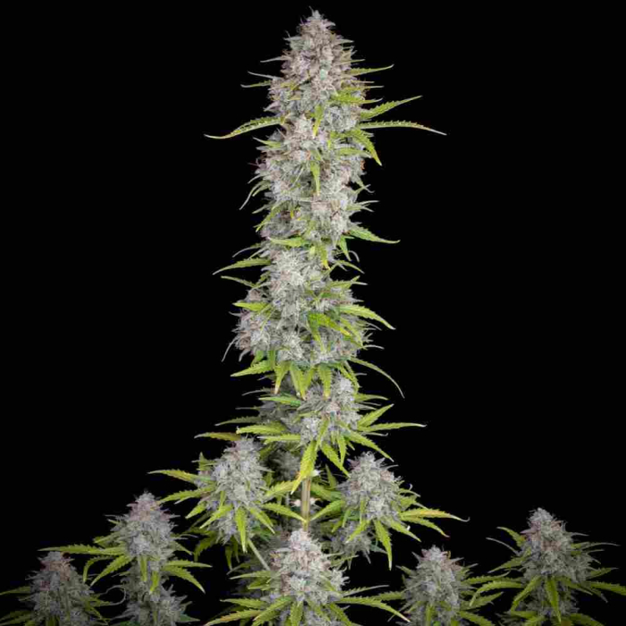 Orange Sherbet Auto
