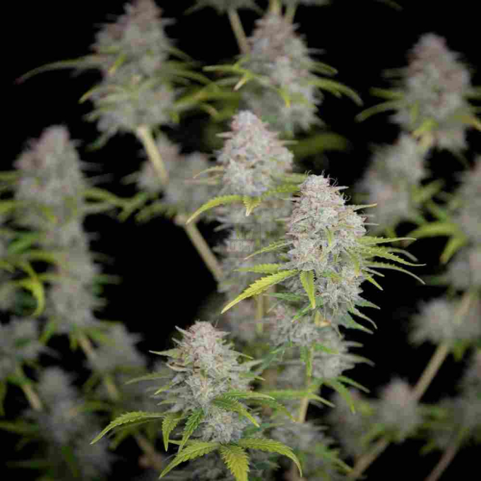 Orange Sherbet Auto
