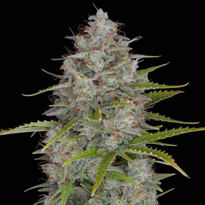 Orange Sherbet Auto