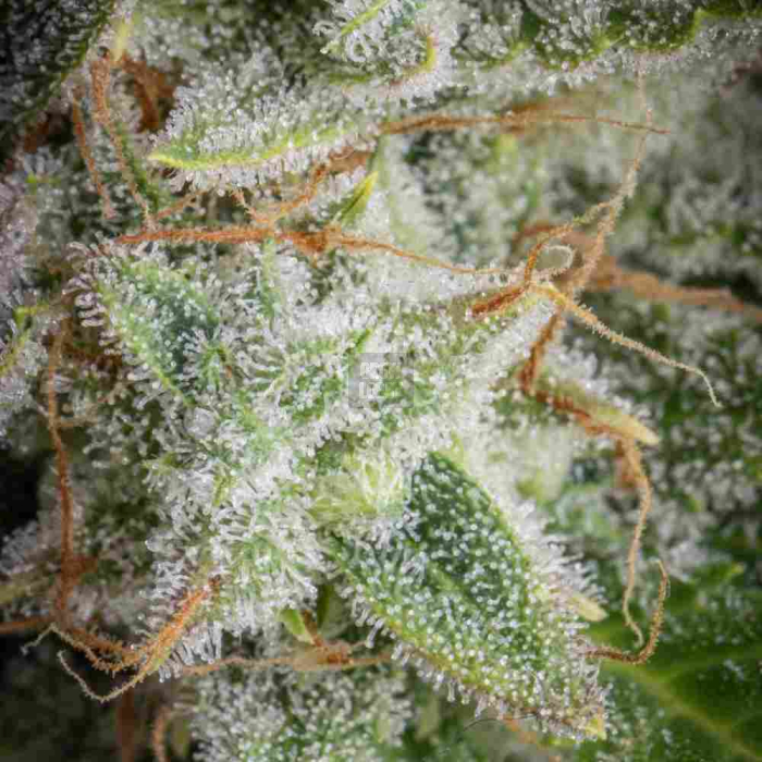 Orange Sherbet Auto