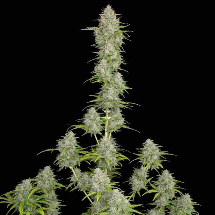 Orange Sherbet Auto