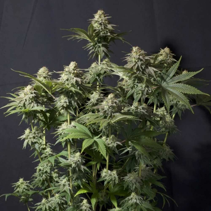 Orange Sherbet FF