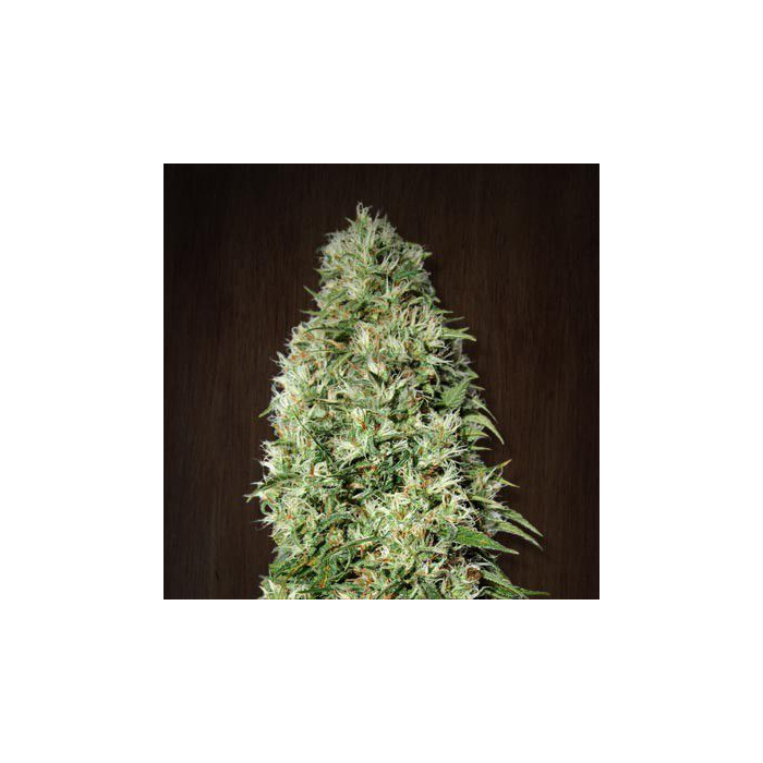 Orient Express | Feminizada Orient Express | Feminizada