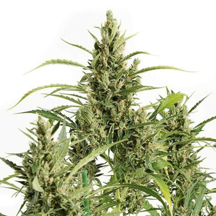 Original Amnesia Auto Original Amnesia Auto