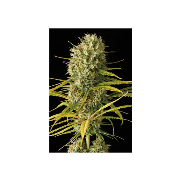 Original Amnesia Original Amnesia