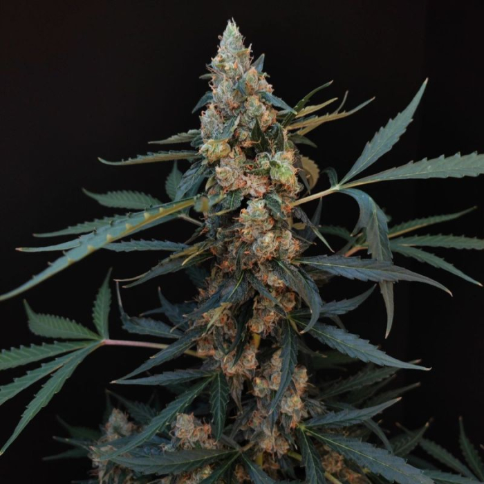 Northern Lights Auto Northern Lights Auto