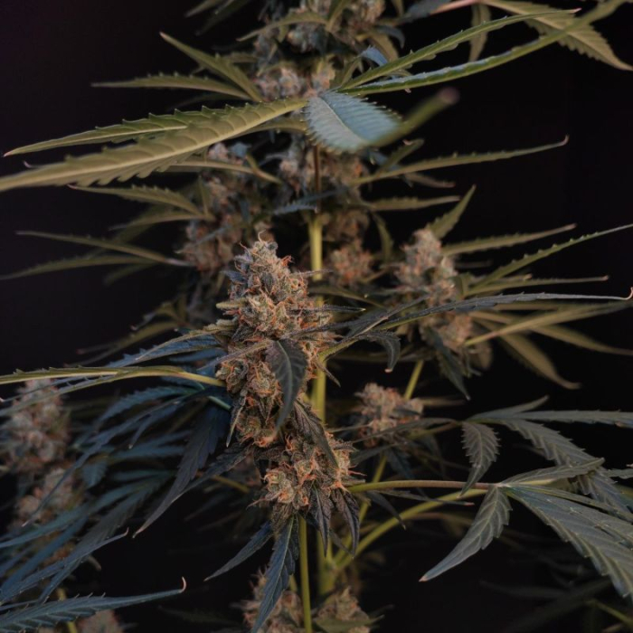 Northern Lights Auto