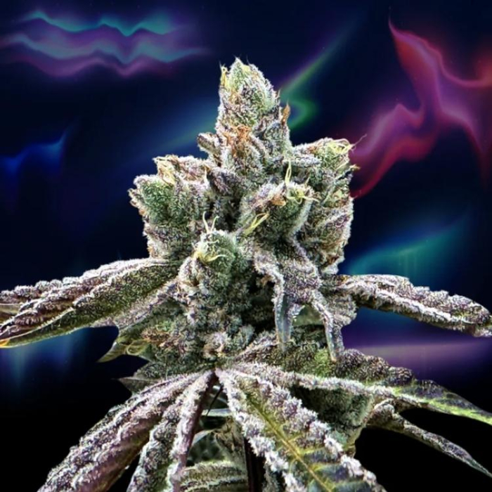 Over the Rainbow (Peach Ozz x Zaïzaï)