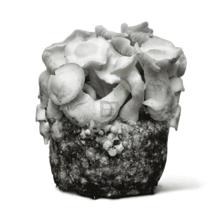 Pan de Setas APE 221