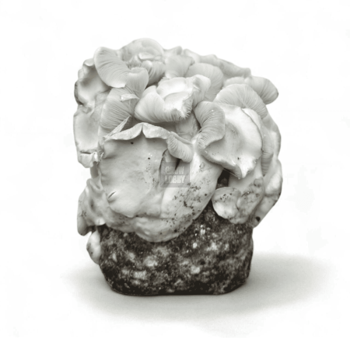 Pan de Setas APE 221