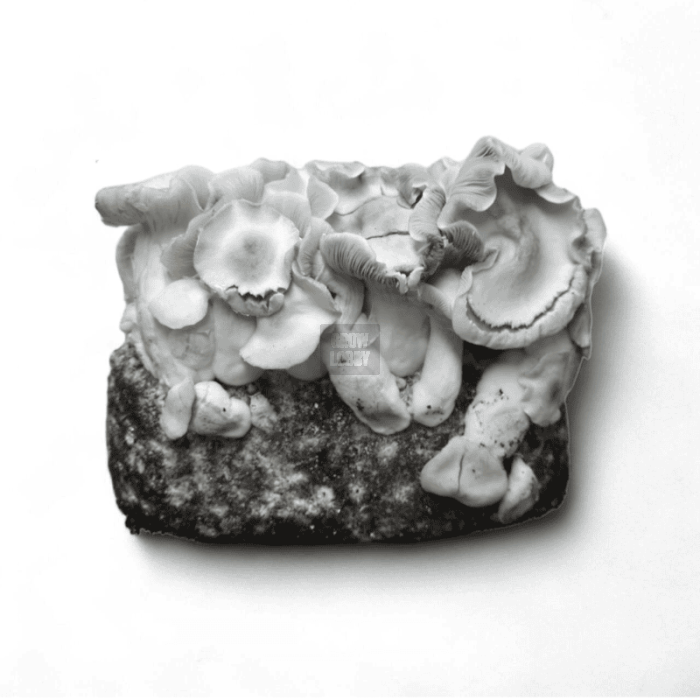 Pan de Setas APE 221