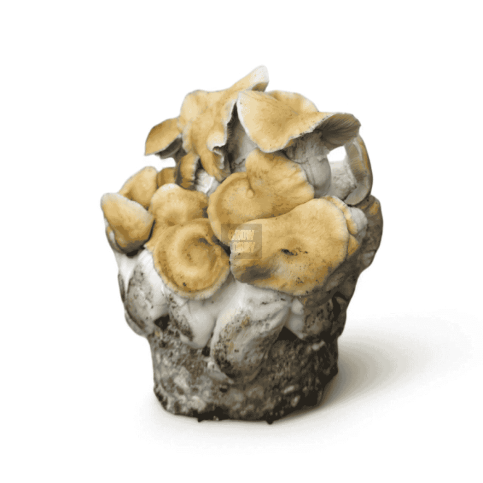 Pan de Setas GT Pan de Setas GT