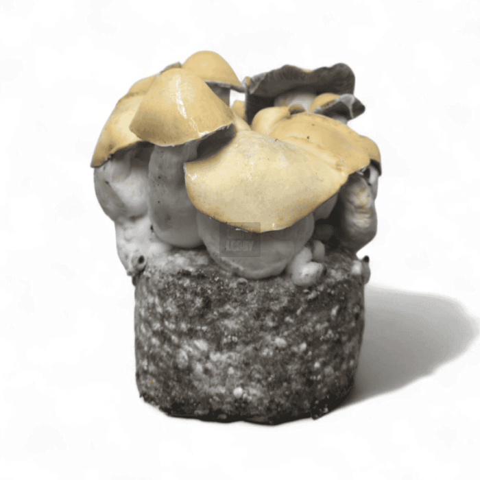 Pan de Setas MAC Galactic