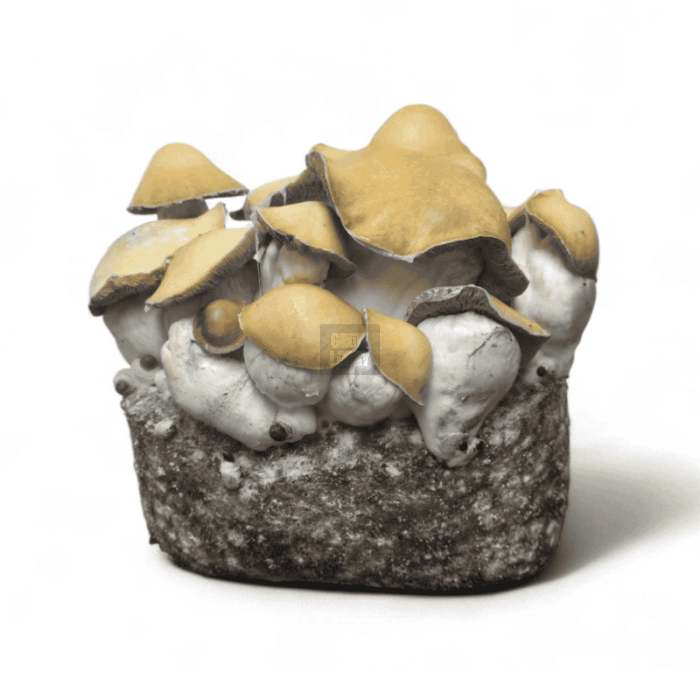 MAC Galactic Mushroom Spawn