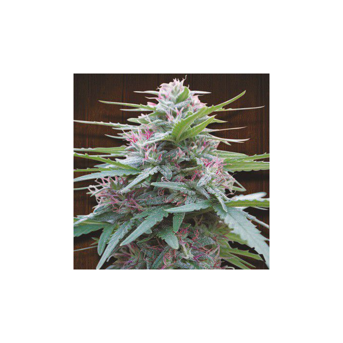 Panama | Feminizada Panama | Feminizada