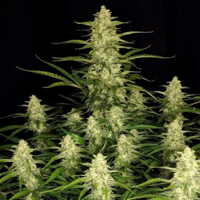 Papaya Cookies Auto
