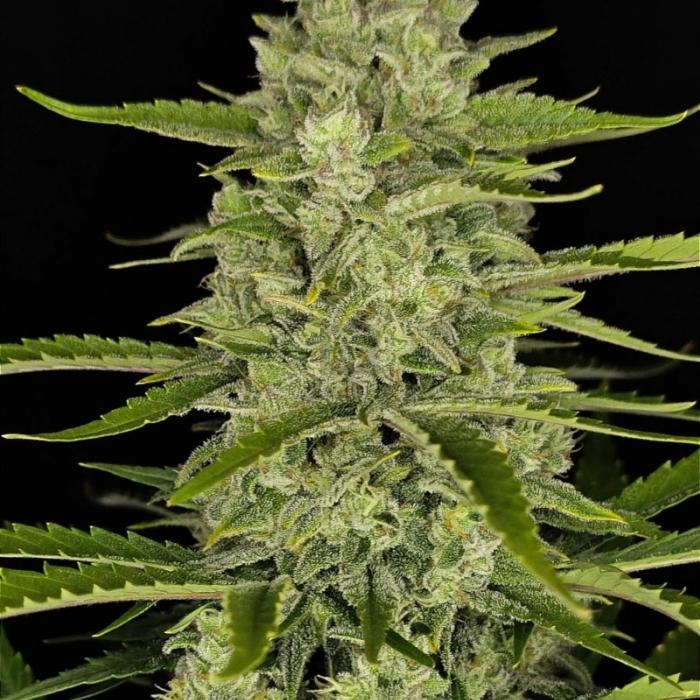 Papaya Cookies Auto