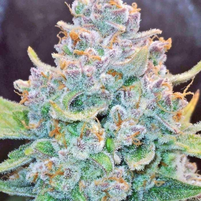 Papaya Cookies Auto