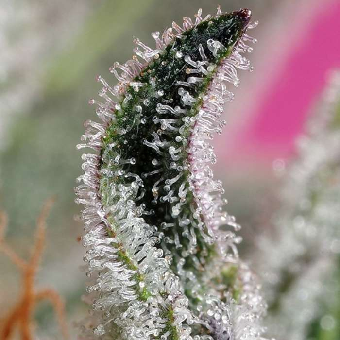 Papaya Zoap Auto