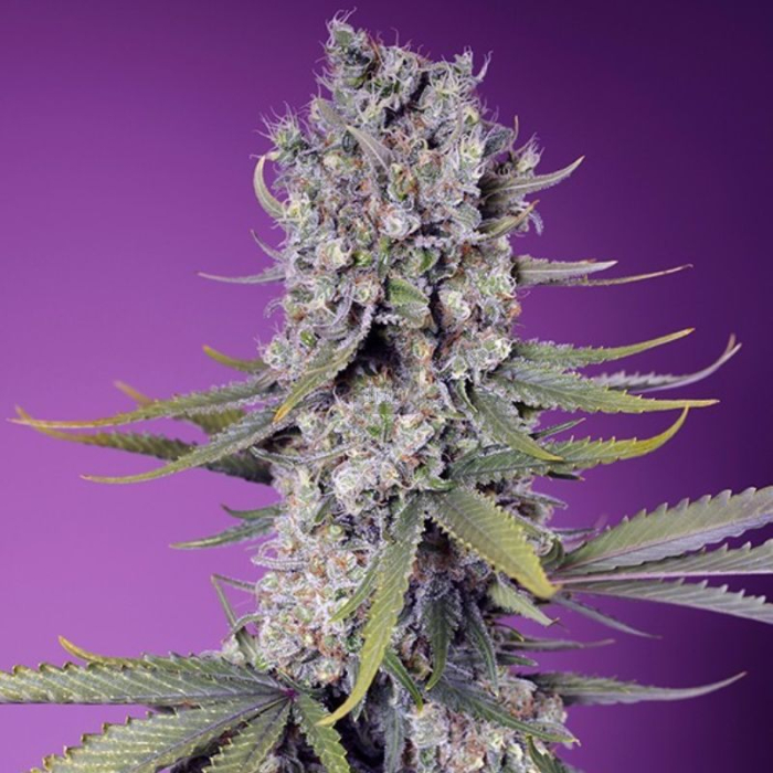 Papaya Zoap F1 Fast Version