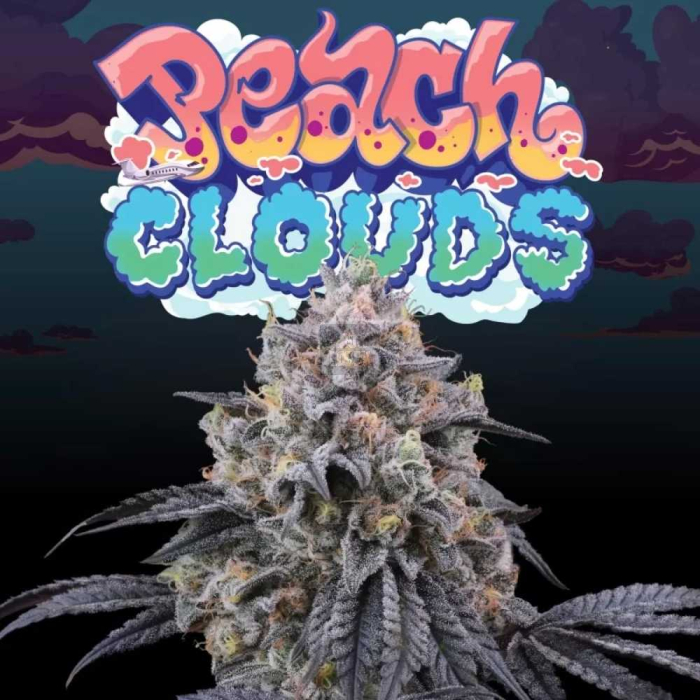 Peach Clouds (Kushmints F2 x Peach Ozz) Peach Clouds (Kushmints F2 x Peach Ozz)