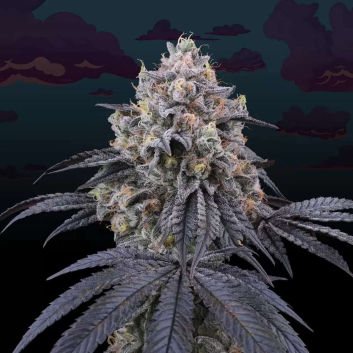 Peach Clouds (Kushmints F2 x Peach Ozz)