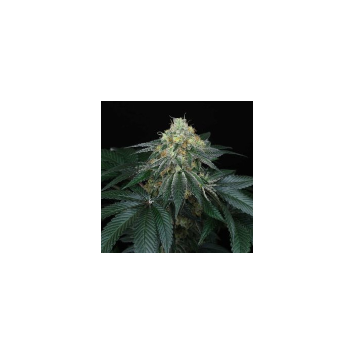 Peach Lassi (Peach Ozz x Jet A)