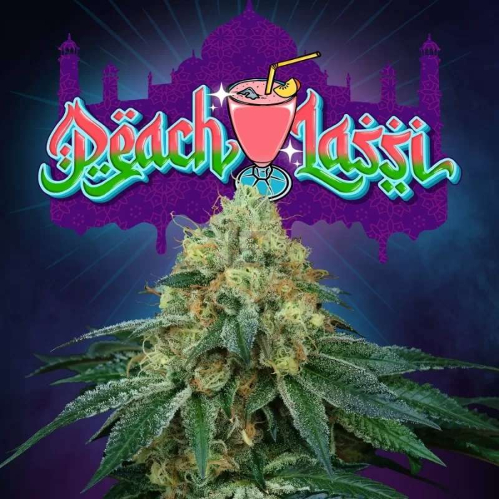 Peach Lassi Regular (Peach Ozz x Jet A)