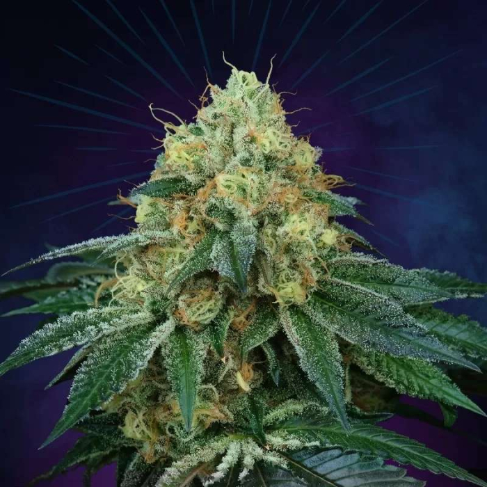 Peach Lassi Regular (Peach Ozz x Jet A)