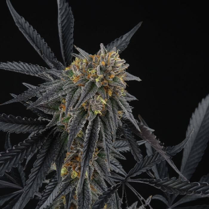 Peach Sherbert OG (Falcon 9 x Peach Ozz)