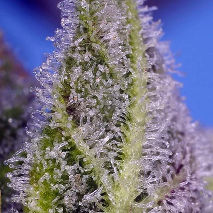 Permanent Marker XL Auto Permanent Marker XL Auto