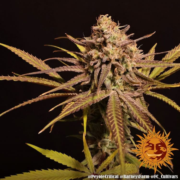 Peyote Critical