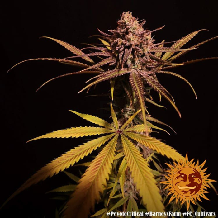 Peyote Critical