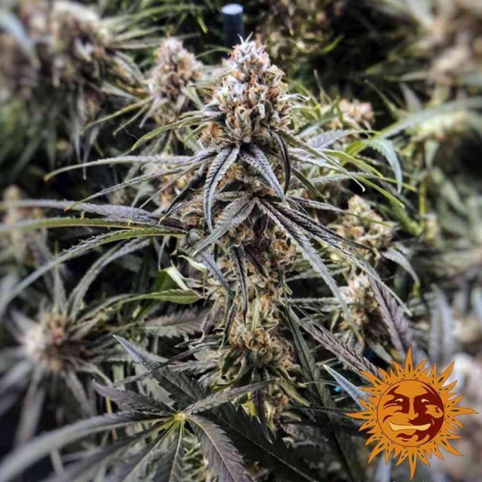 Peyote Critical