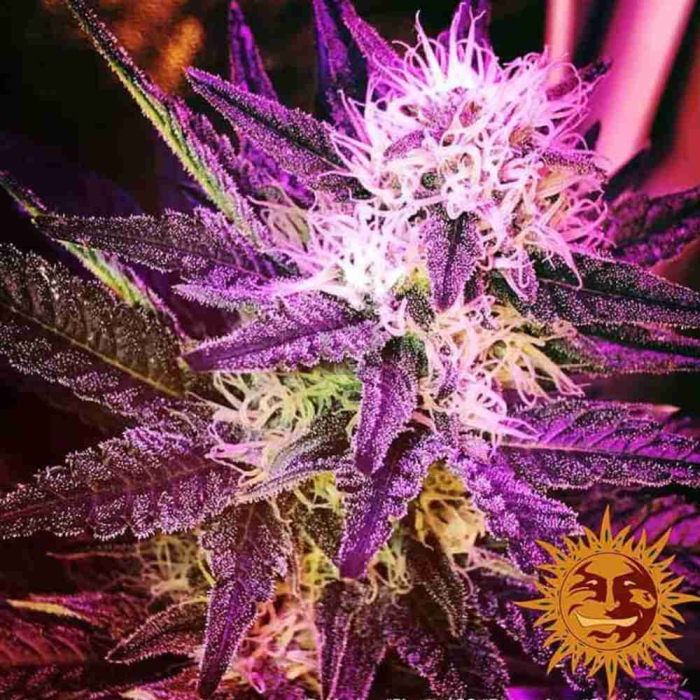 Phantom OG