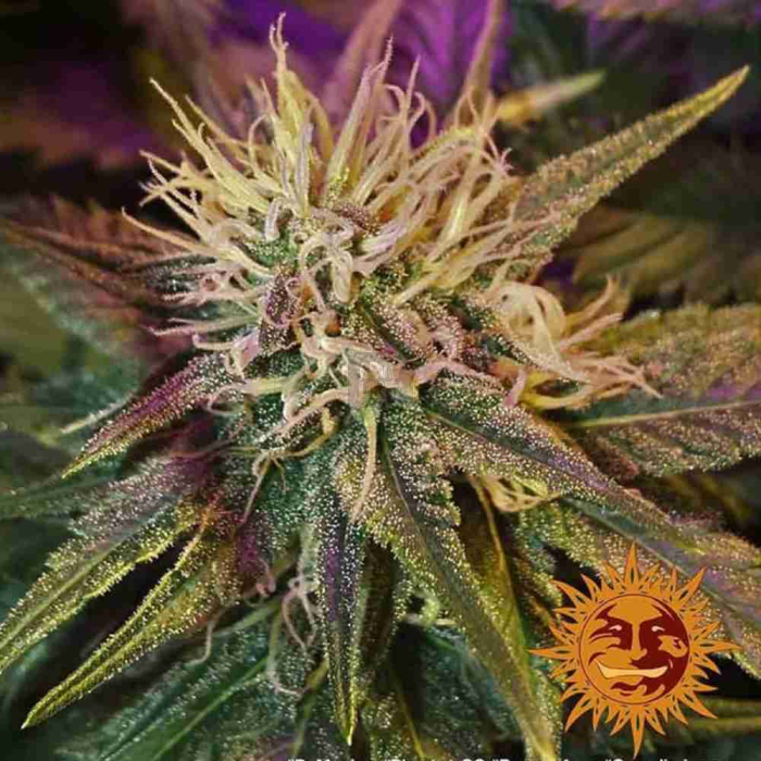 Phantom OG