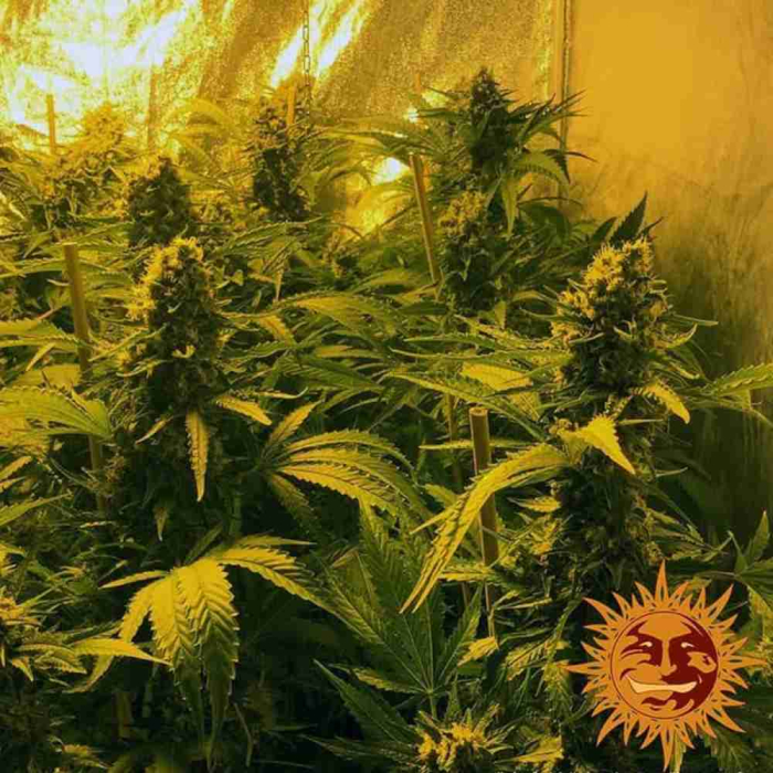 Phantom OG