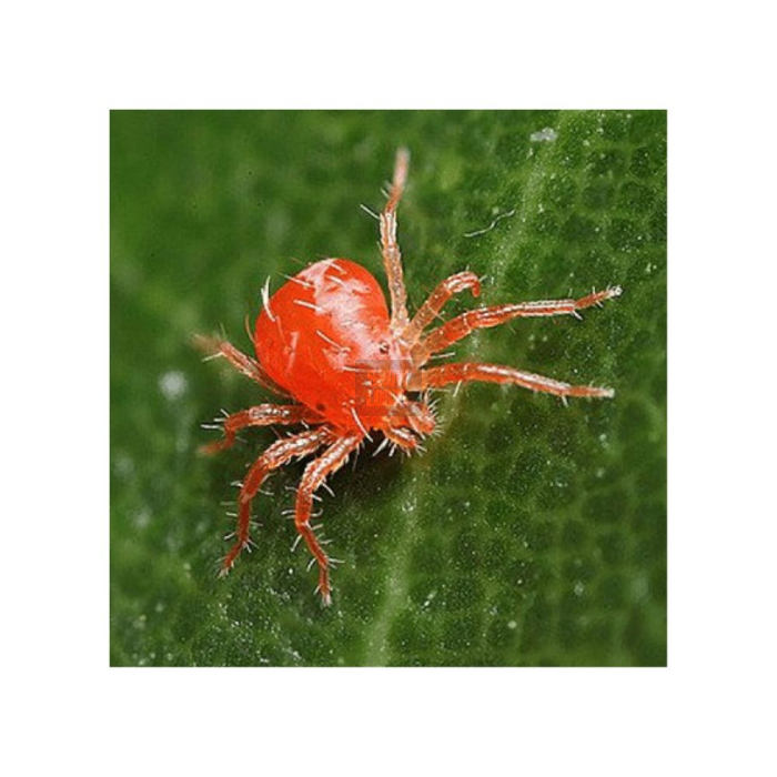 PHYTOcontrol (Phytoseiulus Persimilis)