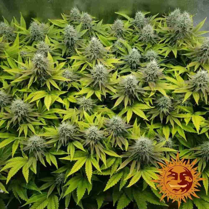 Pineapple Chunk