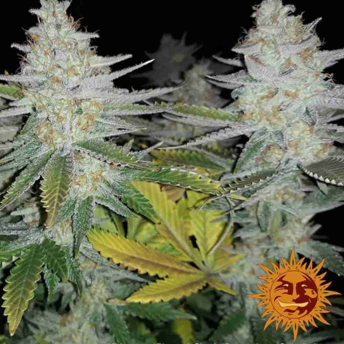 Pineapple Chunk