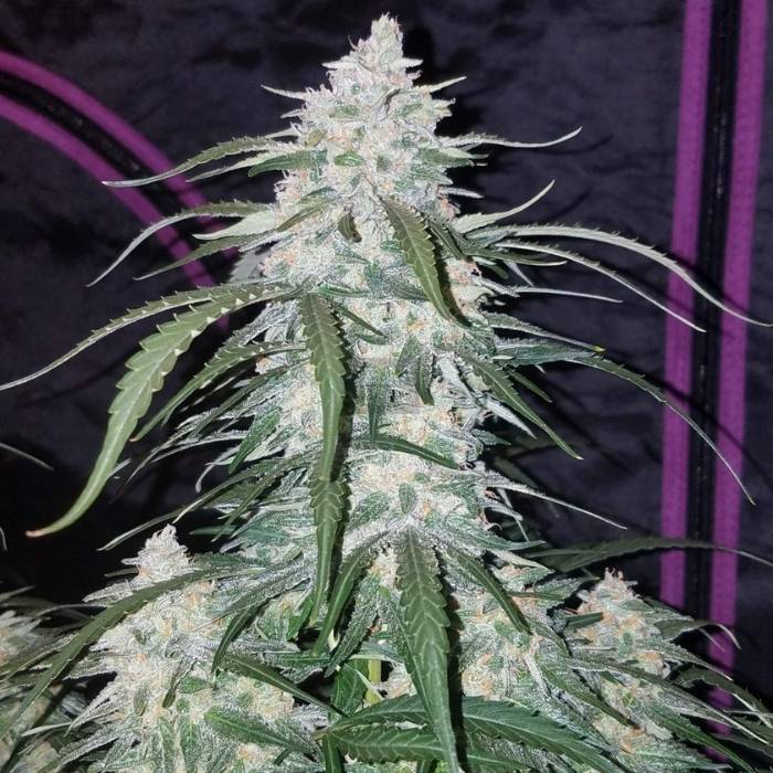 Pineapple Express Auto Fast Buds Pineapple Express Auto Fast Buds